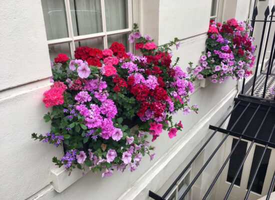 Window Boxes